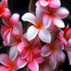 flori1 - www.avatareselecte.com