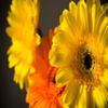 flori2 - www.avatareselecte.com