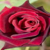 avatare_flori_847