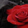 avatare_flori_853