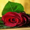 avatare_flori_854