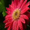 flori3 - www.avatareselecte.com