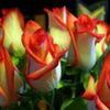 flori5 - www.avatareselecte.com