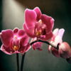 flori7 - www.avatareselecte.com