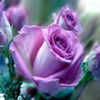 flori9 - www.avatareselecte.com