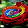 avatare_flori_352