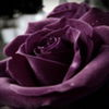 avatare_flori_353