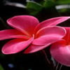 avatare_flori_354