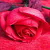 avatare_flori_355