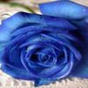 avatare_flori_358