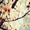 avatare_flori_359