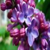 avatare_flori_362