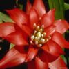 avatare_flori_364