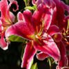 avatare_flori_365