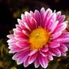 avatare_flori_378