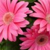 avatare_flori_382