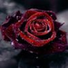avatare_flori_384