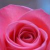 avatare_flori_385