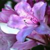 avatare_flori_387