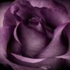 avatare_flori_388