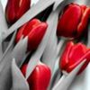 avatare_flori_389