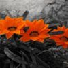 avatare_flori_390