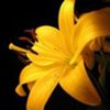avatare_flori_348