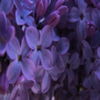 avatare_flori_350