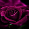 avatare_flori_351