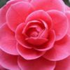 avatare_flori_368