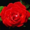 avatare_flori_371
