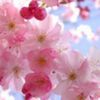 avatare_flori_373