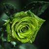 avatare_flori_374