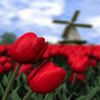 avatare_flori_391