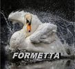 FORMETTA - nu a existat nici o lebada pe lacul din austria