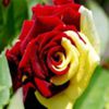 avatare_flori_275