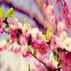 avatare_flori_276