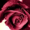 avatare_flori_284