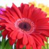 avatare_flori_286