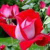 avatare_flori_290