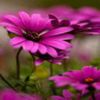 avatare_flori_266