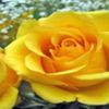 avatare_flori_267