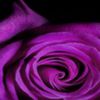 avatare_flori_268