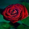 avatare_flori_269