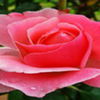 avatare_flori_272