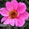 avatare_flori_294