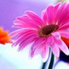 avatare_flori_297