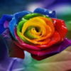 avatare_flori_270