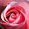 avatare_flori_281
