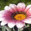 avatare_flori_282